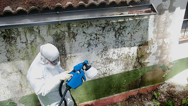 Trusted Attic Mold Removal service in Quantico, VA - Cheap Mold Removal